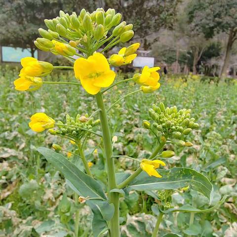 《油菜花》 三年级127班康艺