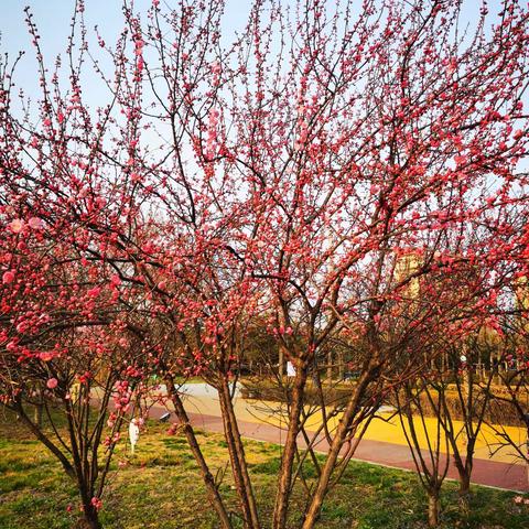 春天，百花争艳！