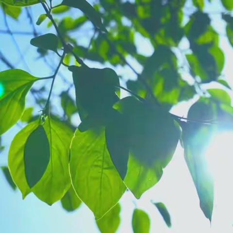 海豚大班《给大树穿新衣》