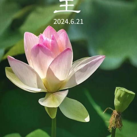 日长之至，万物盛极——平桥区第五小学“夏至”节气主题实践活动