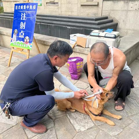 【新民社区】科学免疫 文明养犬