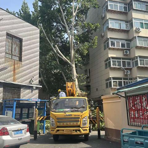 【东关街道】历园新村社区修树剪枝消除隐患 为民办实事