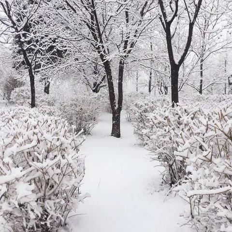 大雪日偶得