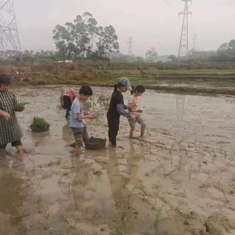 “学农之旅，家校共育”——兴业县城隍镇莲塘小学学农活动