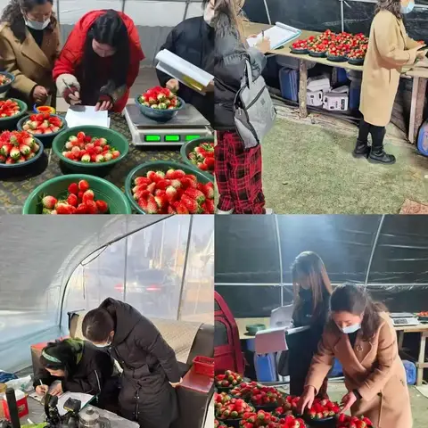 岐山县农安中心：专项监测护航春节 筑牢“果盘子”“菜篮子”安全防线