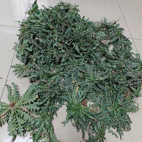 挖野菜
