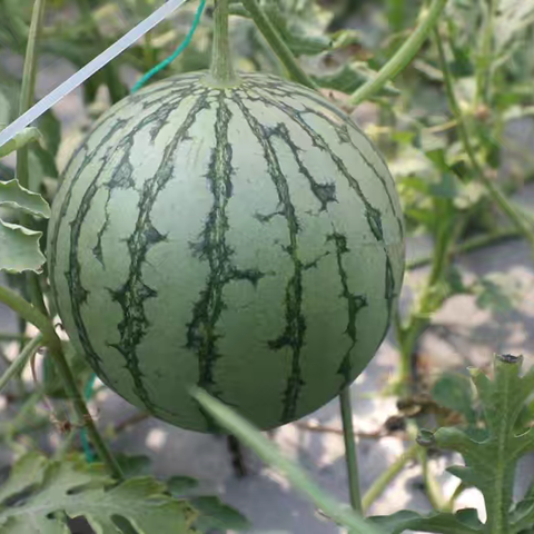 【吾家好时节】“吾家堡上”夏日田园亲子采摘季 一起摘摘摘