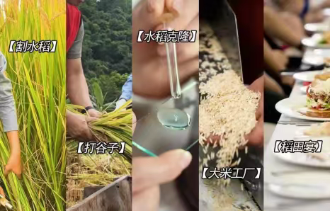 【吾家研学】我和水稻有个约会：割水稻、打谷子、克隆实验、大米工厂…