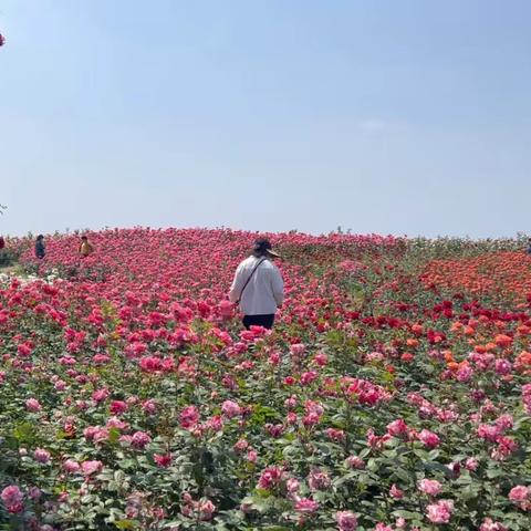 中国月季🌹园—-视频