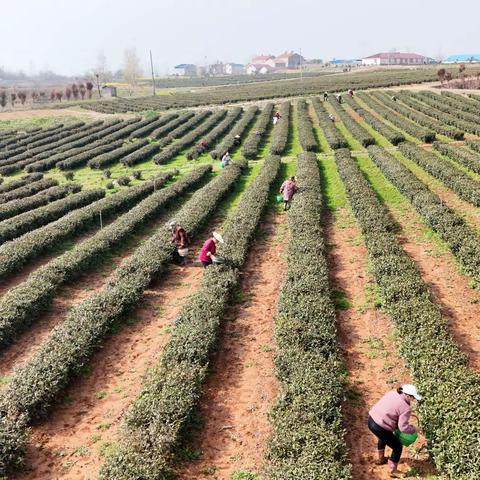 唐山道农茶