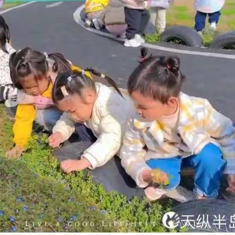 播下种子，种下美好—天纵半岛蓝湾幼儿园3.12日植树节活动！