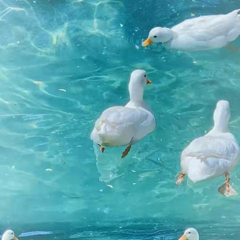 三门峡新时代精英学校二（2）班第十四周周报——飞往你的山