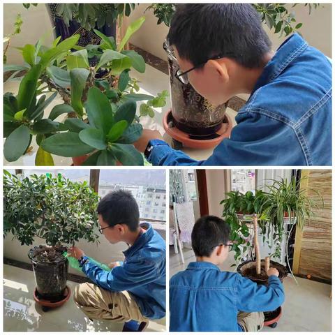 与绿植相伴，邂逅生活