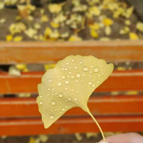 透视与解剖结课作业展