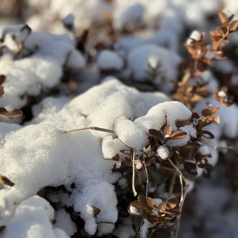 【情暖寒冬】——青峰小院物业人 以雪为令 吹响清雪集结号