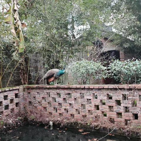 老爸老妈家的孔雀日常