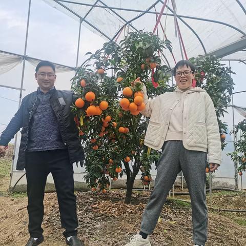 从枝头甜到舌尖  采摘正当时——武义县会计学会第八小组开展红美人采摘活动