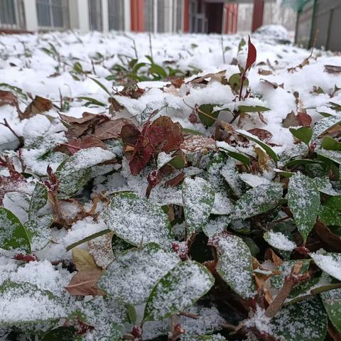 冬日暖人心  扫雪我先行 ——沙岭子幼儿园后勤教师扫雪纪实