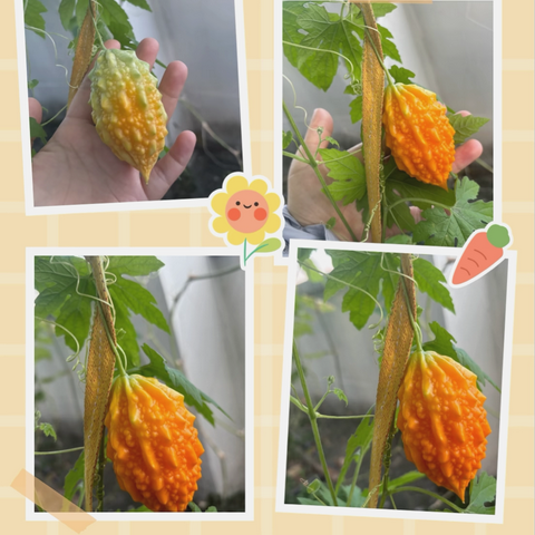 我的红娘种植日记--吴雪伊