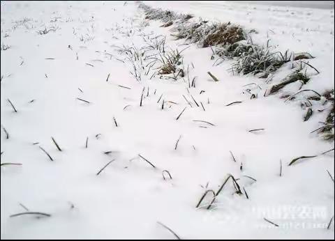 [美篇]瑞雪兆丰年，降雪不降温  ____邹城石墙镇湖山东村清雪记实