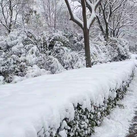 冬日暖人心，除雪我先行——东岗村积极开展除雪活动！