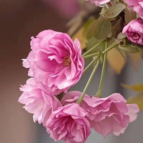 留住春天的脚步