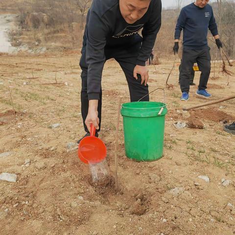 鲁地村支部书记带领村两委种植连翘基地。