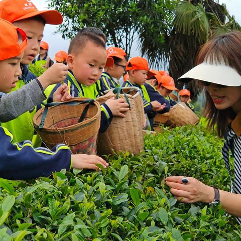 小小采茶农  不负新芽绿 ———人小一（2）班华汉茶园研学活动纪实