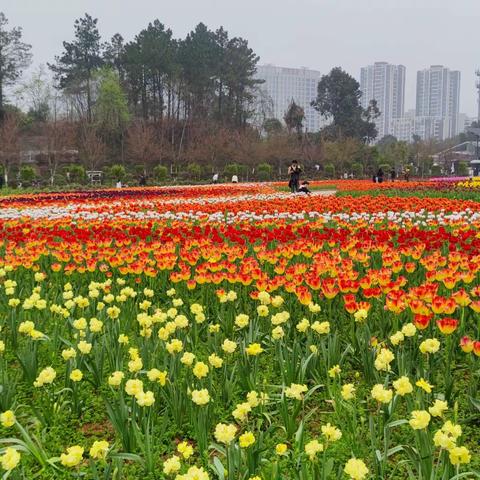 省植物园赏郁金香