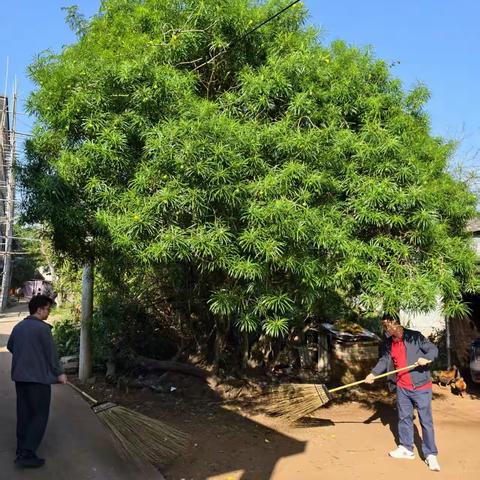 铁匠村委会开展人居环境卫生整治工作