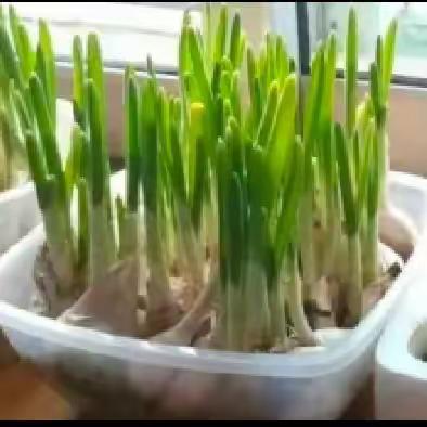 绿色生活“蒜”出精彩 ——二初小学部三年级综合实践活动记实