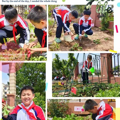 营口理工附小“劳动·种植”实践活动进行时