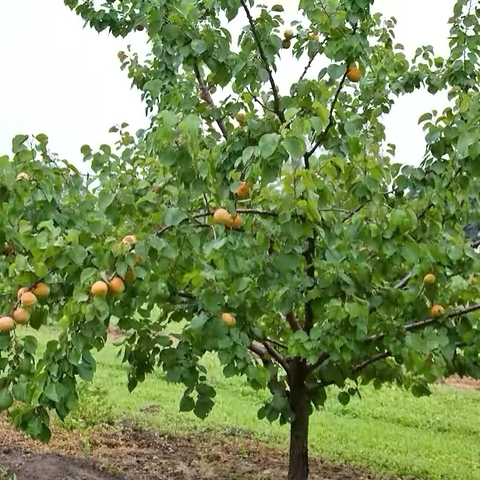 遇见“杏”运（一）