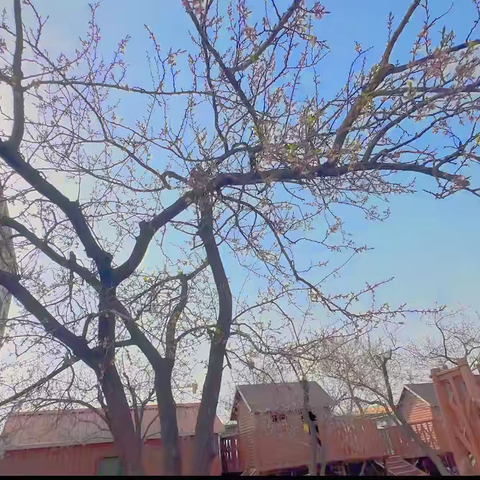 遇见“杏”运（二）