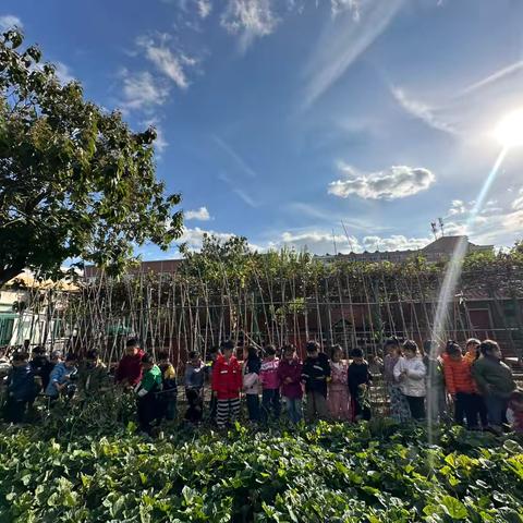 幸运妞妞幼儿园朵朵班生成课程《薯你有趣🍠》