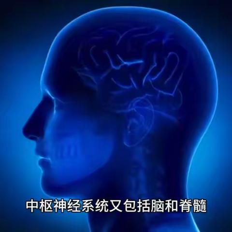 神经中枢控制着什么