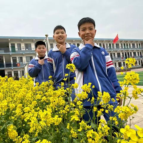 ＜项目化学习＞春分中的“油菜花”