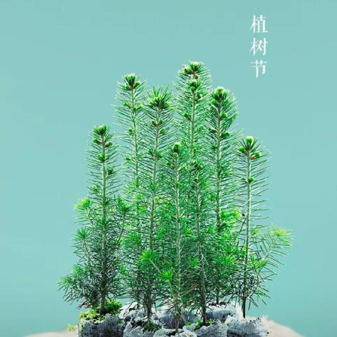 “春暖花开•植得期待”张店中心幼儿园植树节活动