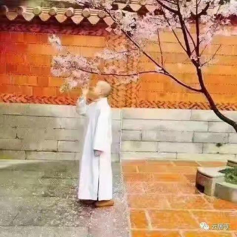 小僧拈花	 	[七绝]