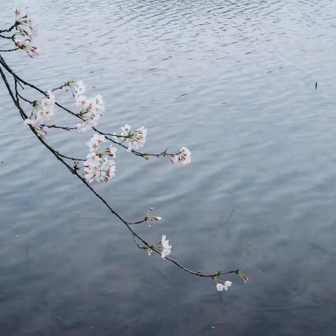 白梅报春（五绝——通韵）