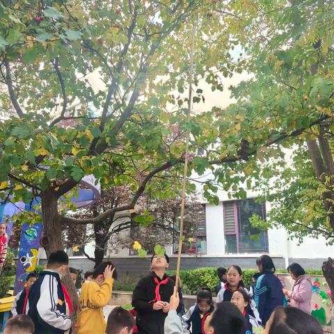 马蹄莲小学长风校区开展山楂采摘与冰糖葫芦制作研学活动