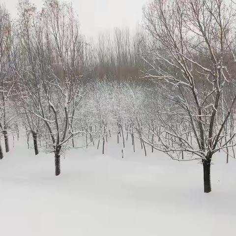 东明县雪景一览