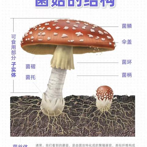 《珍爱生命，拒绝毒蘑菇》高夫卧龙湾幼儿园夏季宣传教育