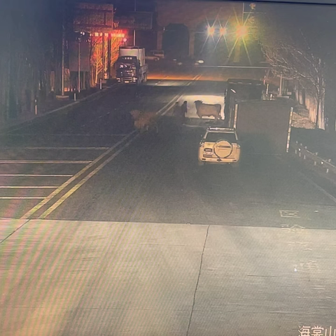 “不速之客”夜闯高速公路 ‍多方联动守护行车安全