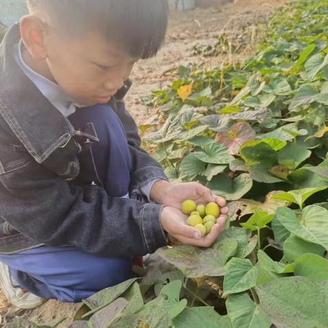 搜寻绿野仙踪的足迹——曲庄小学绿野仙踪社团活动