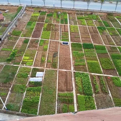 雷河社区全力抗旱保收