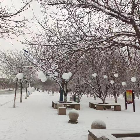 包头医学院初雪轻曼飞：银装素裹，宛如诗画