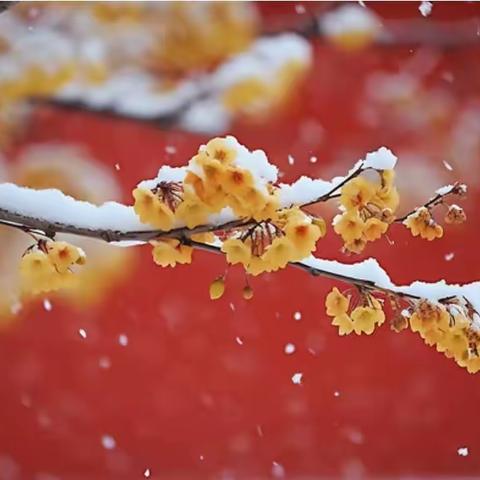 “听雪落下的声音”，坪水畲乡邀您共赏福建漳州的第一场雪❄️❄️❄️