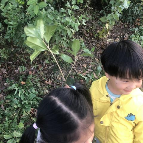 一花一世界，叶脉书签———长生幼儿园中二班美术实践活动