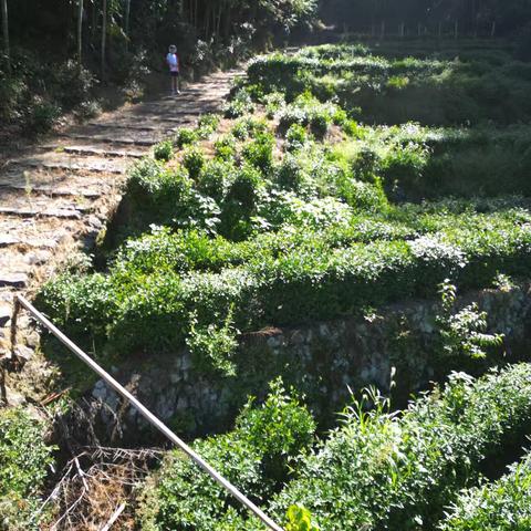 清晨打卡仙游古道